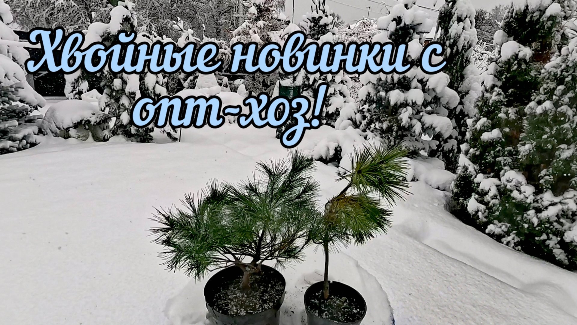 Хвойные растения опт-хоз по распродаже🌲 Обзор покупки! 23 ноября 2024г смотреть онлайн