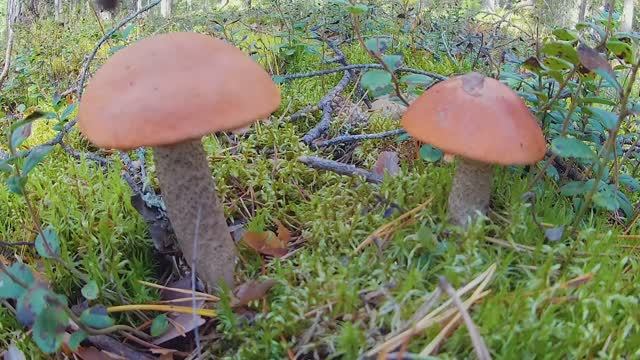 Грибной ,сказочный мир Селигера 2024 ,50 подосиновиков  с брусничной поляны