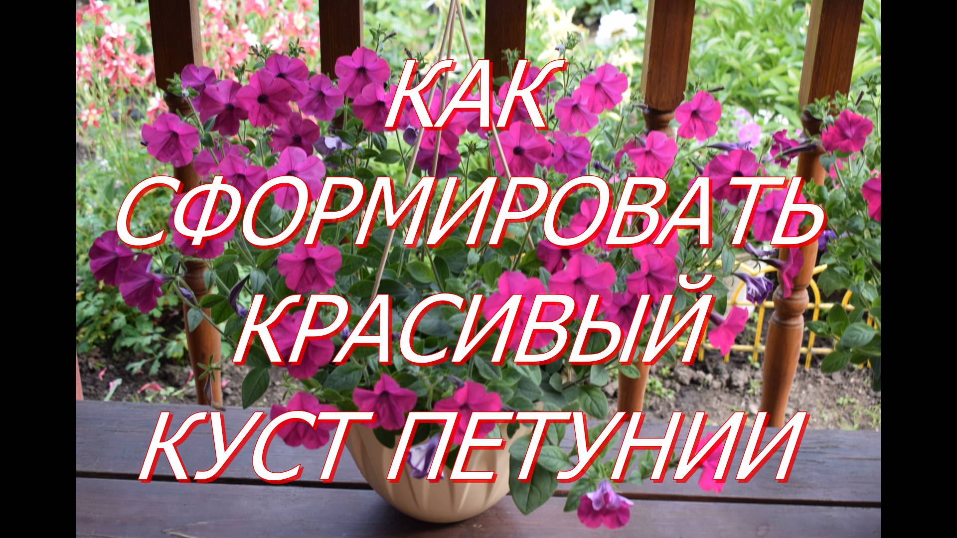 Прищипываю рассаду петунии смотреть онлайн