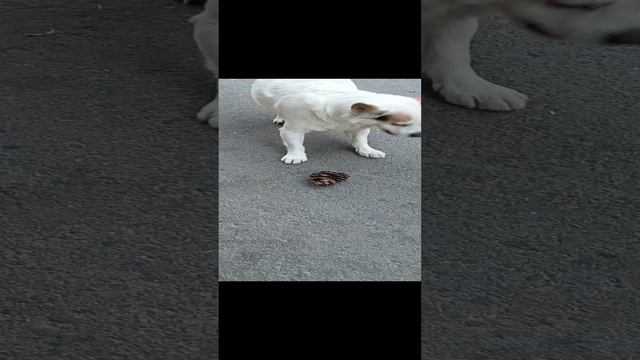 игра в шишку с Чижиком