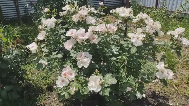 Роза Жаклин дю Пре-одна из лучших роз моего сада❣️❣️❣️Сад манит и удивляет👋👋 Не обижайте меня🙏🏻🙏🏻 смотреть онлайн