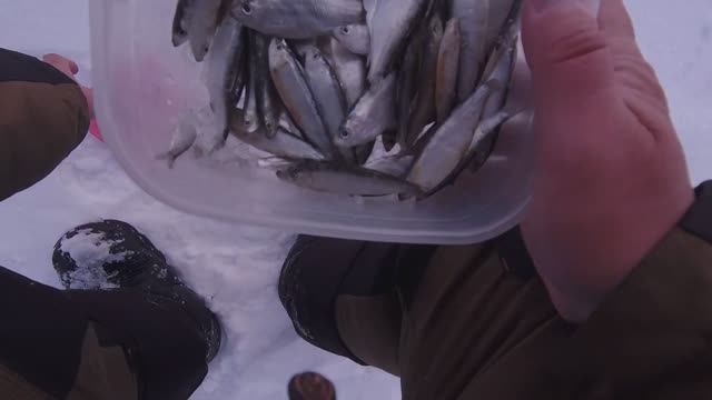 Ловля берша в марте на поставушки. Зимняя ловля окуня на балансир смотреть онлайн