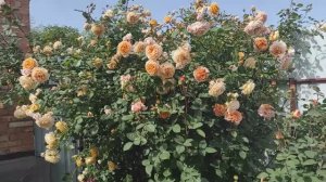 Роза Краун Принцесс Маргарет всегда первая❣️❣️❣️Картинка сада поддерживает цветение Маргарет