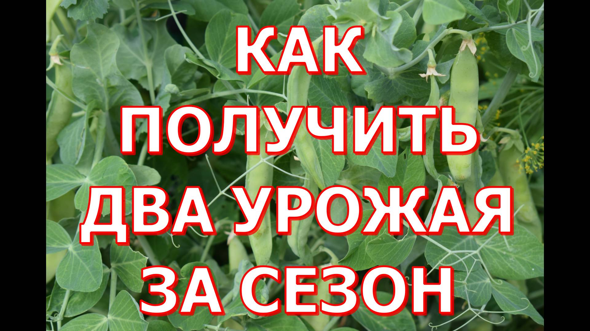 Для меня два урожая гороха за сезон обычное дело смотреть онлайн