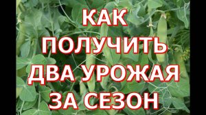 Для меня два урожая гороха за  сезон обычное дело