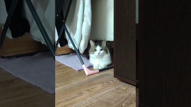 обидеть котика, может каждый, фонк пародия