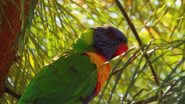 В. А. Моцарт _Турецкий марш - W. A. Mozart _Turkish March_.mp4 смотреть онлайн