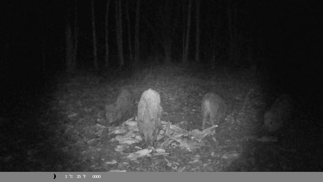 Кабаны сироты смотреть онлайн