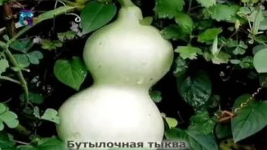 Бутылочная тыква смотреть онлайн