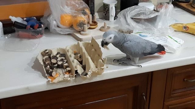 Попугай Жако Ники.mp4