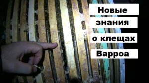 Новые знания о клещах Варроа