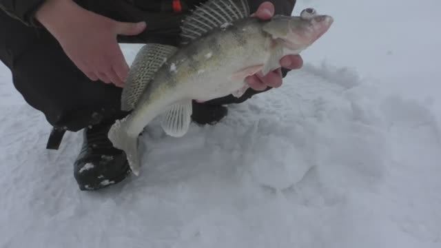 РЫБАЛКА ЗИМОЙ В ДОЖДЬ. БЕРШ НА КИЛОГРАММ - ЭТО ГИГАНТ. ИСПУГАЛСЯ, КОГДА ЕГО УВИДЕЛ смотреть онлайн