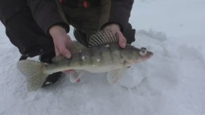 УЛОВИСТАЯ ОСНАСТКА НА СУДАКА, БЕРША. ЛОВЛЯ НА ТЮЛЬКУ. КАК СОБРАТЬ СНАСТЬ