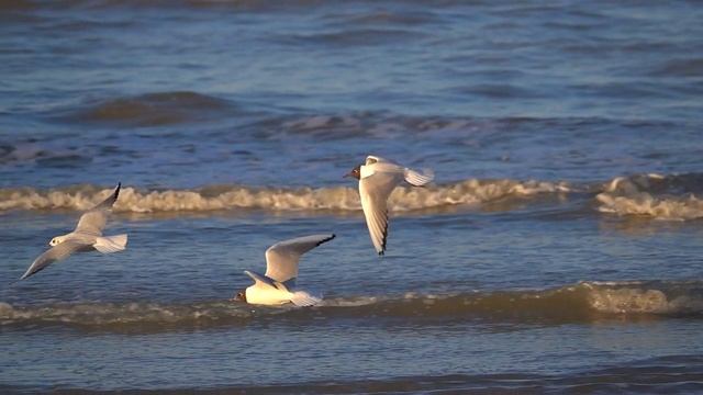 Бьются о берег снова волны... смотреть онлайн