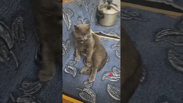 Кот Барс живет не унывает смотреть онлайн
