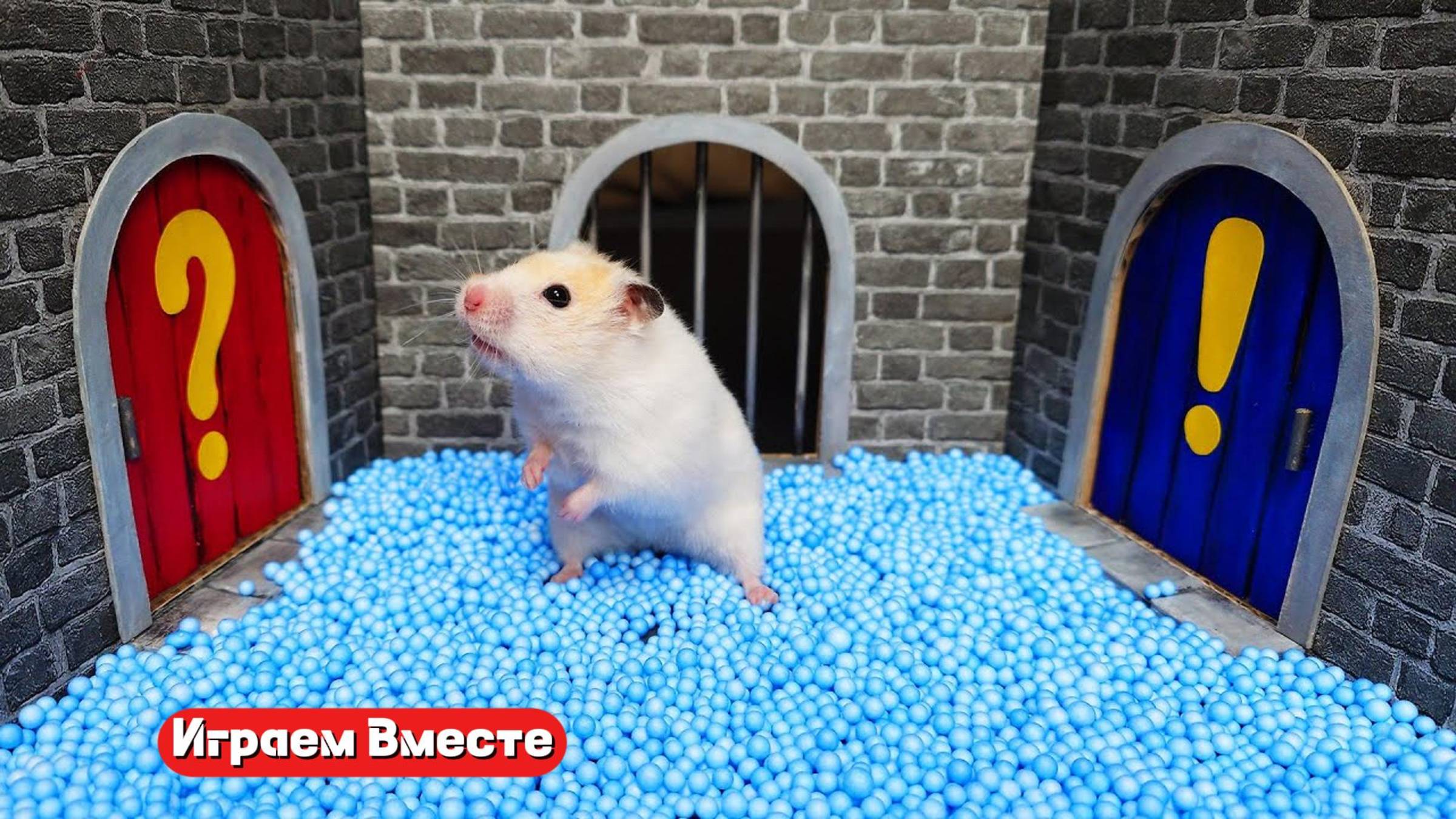 ХОМЯК ПРОНИК В СЕКРЕТНЫЙ ЛАБИРИНТ 🐹 Играем ВМЕСТЕ ! Помогаем выбраться из лабиринта !