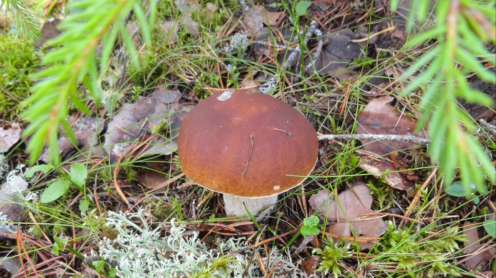 Лесные заметки. Грибная пора 2024 смотреть онлайн