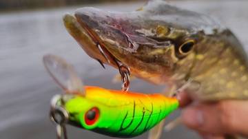 Жор щуки.Рыбалка на спиннинг осенью. Рыболовный батл.Ловим рыбу на воблера и блесна.#рыбалка смотреть онлайн