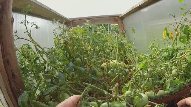 Мини парник -огород для ленивых