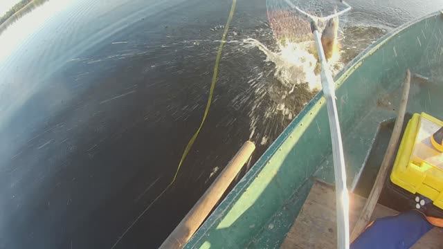 Троллинг  2024 .Подводная съёмка судака Сработали два кислотных воблера