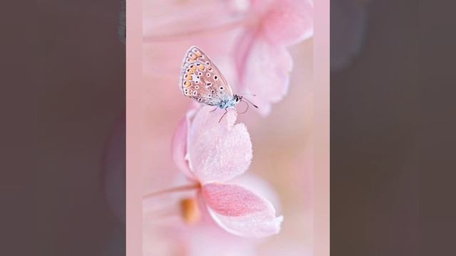 24 Ноября день матери. Душевное поздравление с днем матери. смотреть онлайн