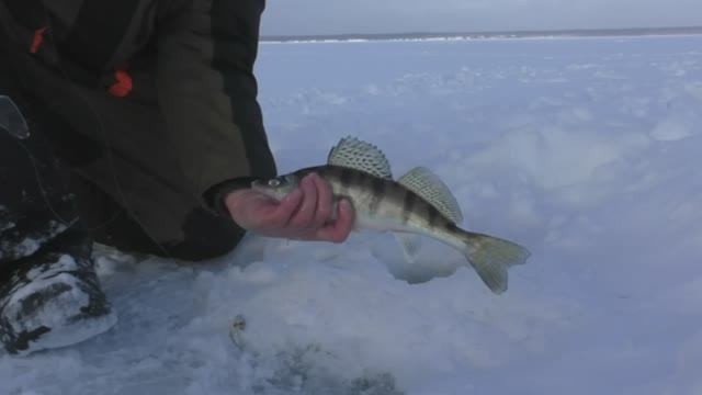 РЫБАЛКА НА СУДАКА, БЕРША В ЯНВАРЕ. БЕРШИ ЖРУТ ТЮЛЬКУ, ГНУТ КИВКИ ВНИЗ. ОПУСТИЛ И СРАЗУ УДАР смотреть онлайн