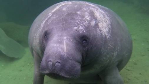 Ламантин-морская корова. Зачатие, беременность, выращивание телёнка.