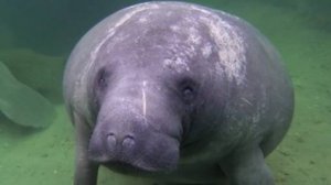 Ламантин-морская корова. Зачатие, беременность, выращивание телёнка.