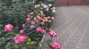 Что ни роза-то ШЕДЕВР❣️❣️❣️Прогулка по саду🙏🏻🙏🏻🙏🏻