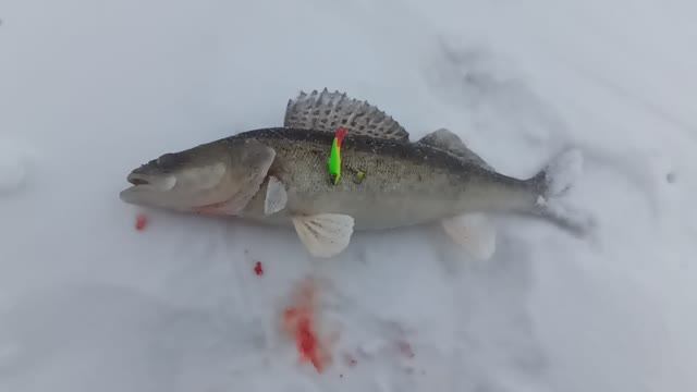 РЫБАЛКА В ЯНВАРЕ. УДАРЫ СУДАКА В РУКУ. БАХ И МИМО. СУДАК БЬЕТ НА БАЛАНСИРЫ смотреть онлайн