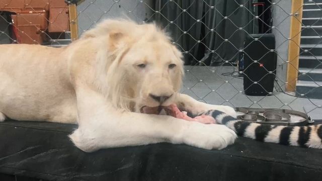 «Аид могуч, а Лев скрипуч!» (ТигроМания / Tigromania)