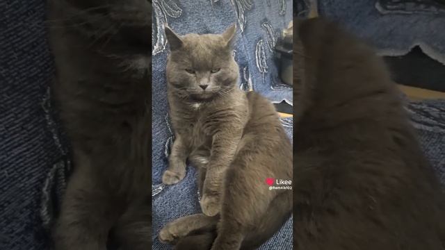 кошачьи будни смотреть онлайн