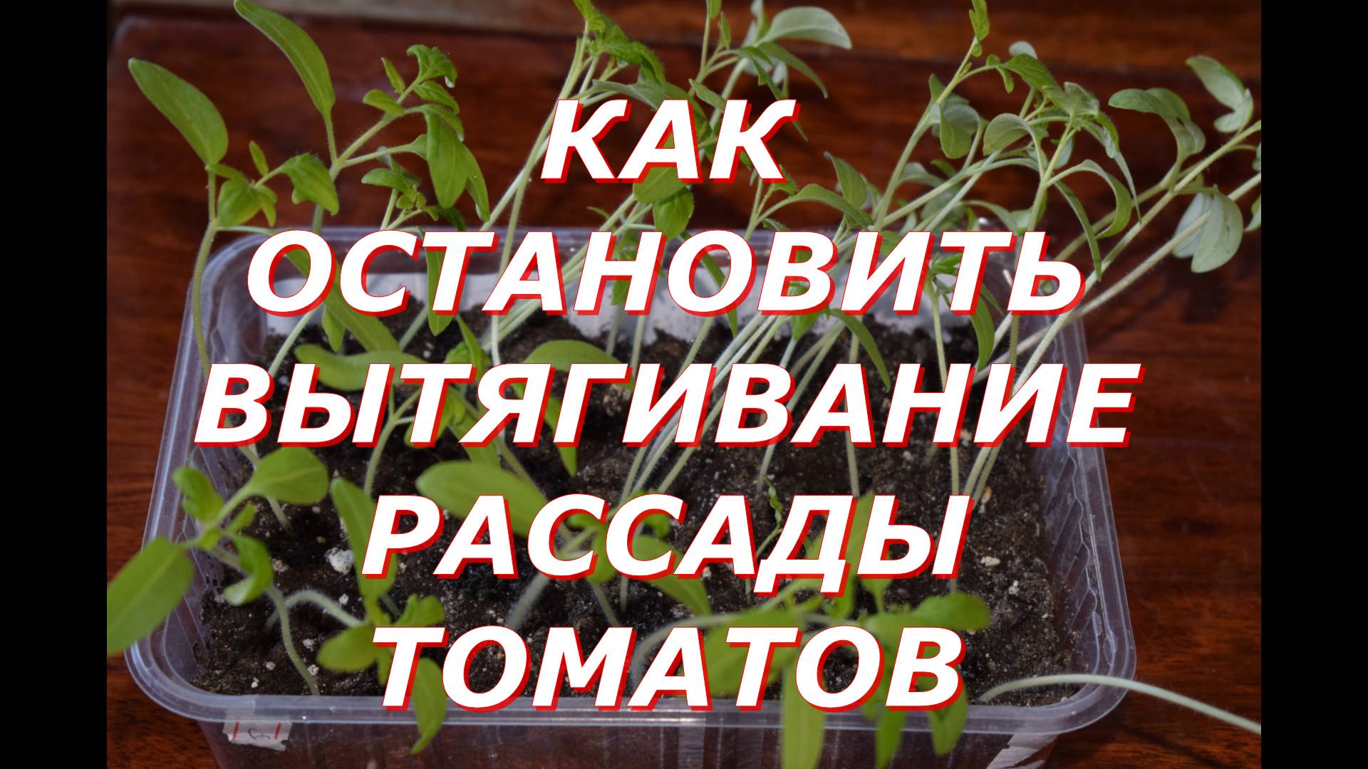 Как останавливаю вытягивание рассады томатов смотреть онлайн