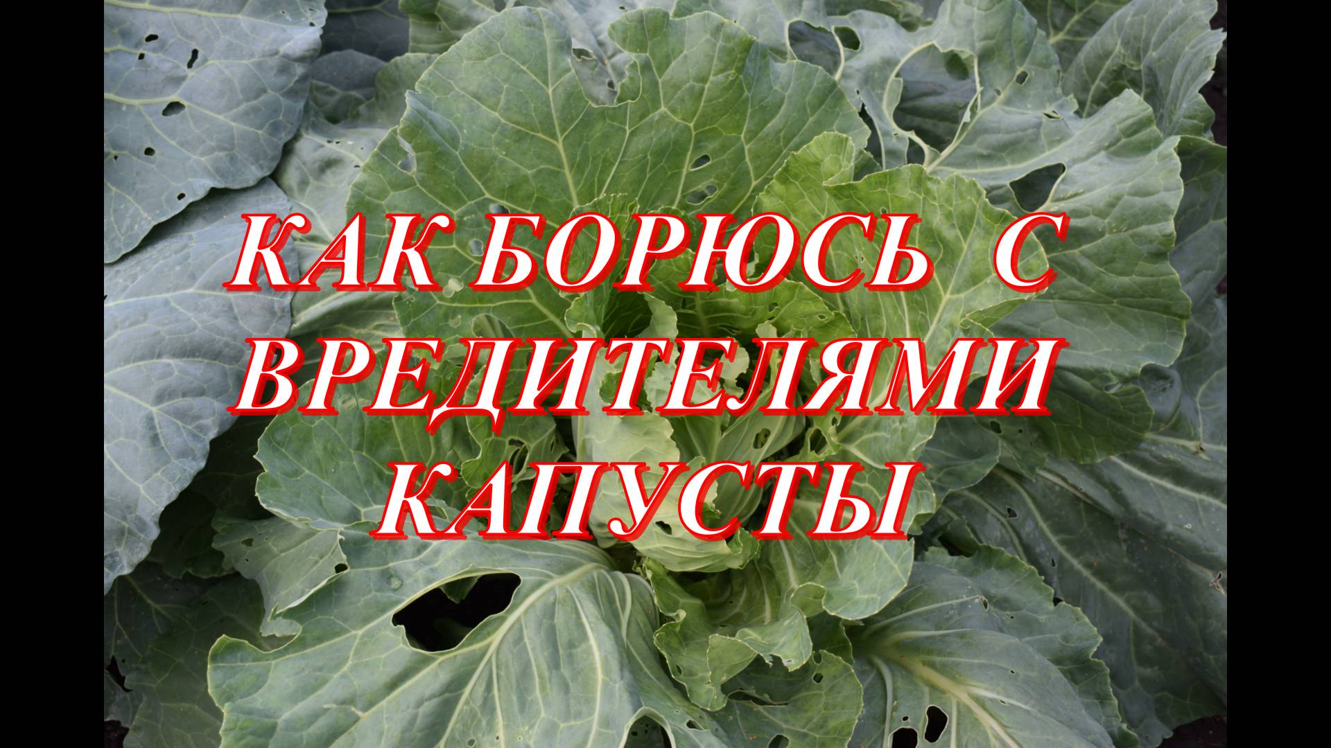 Борьба с вредителями на капусте смотреть онлайн