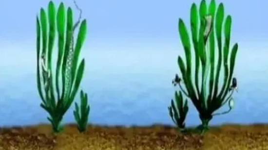 Валлиснерия спиральная смотреть онлайн