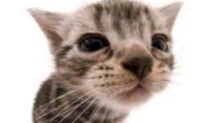 Video5337143129009054508