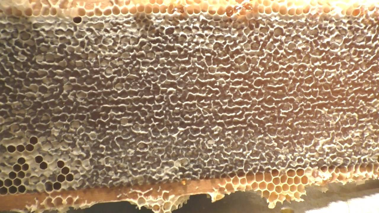 Печатка меда,какая она смотреть онлайн