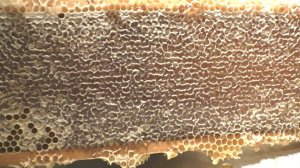 Печатка меда,какая она