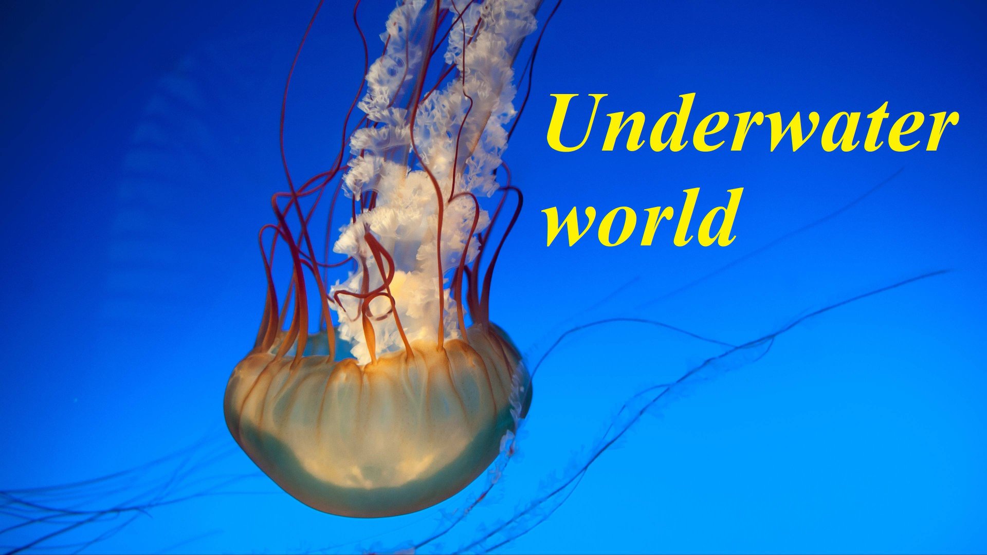 Подводный мир 4K (Underwater World) - Расслабляющее видео со спокойной музыкой