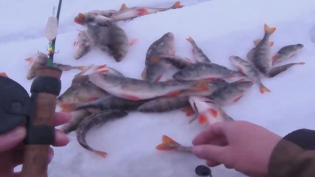 Ловля окуня в январе. Новая камера ERCHANG F431B опробована !! смотреть онлайн