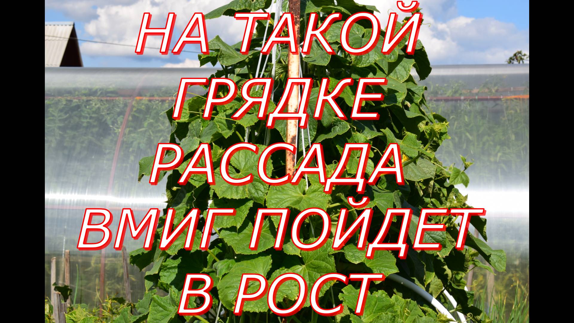Высаживаю рассаду огурцов на теплую грядку смотреть онлайн