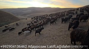 Гиссарские овцы и аборигенные САО Таджикистана саги дахмарда из отары Абдурозика