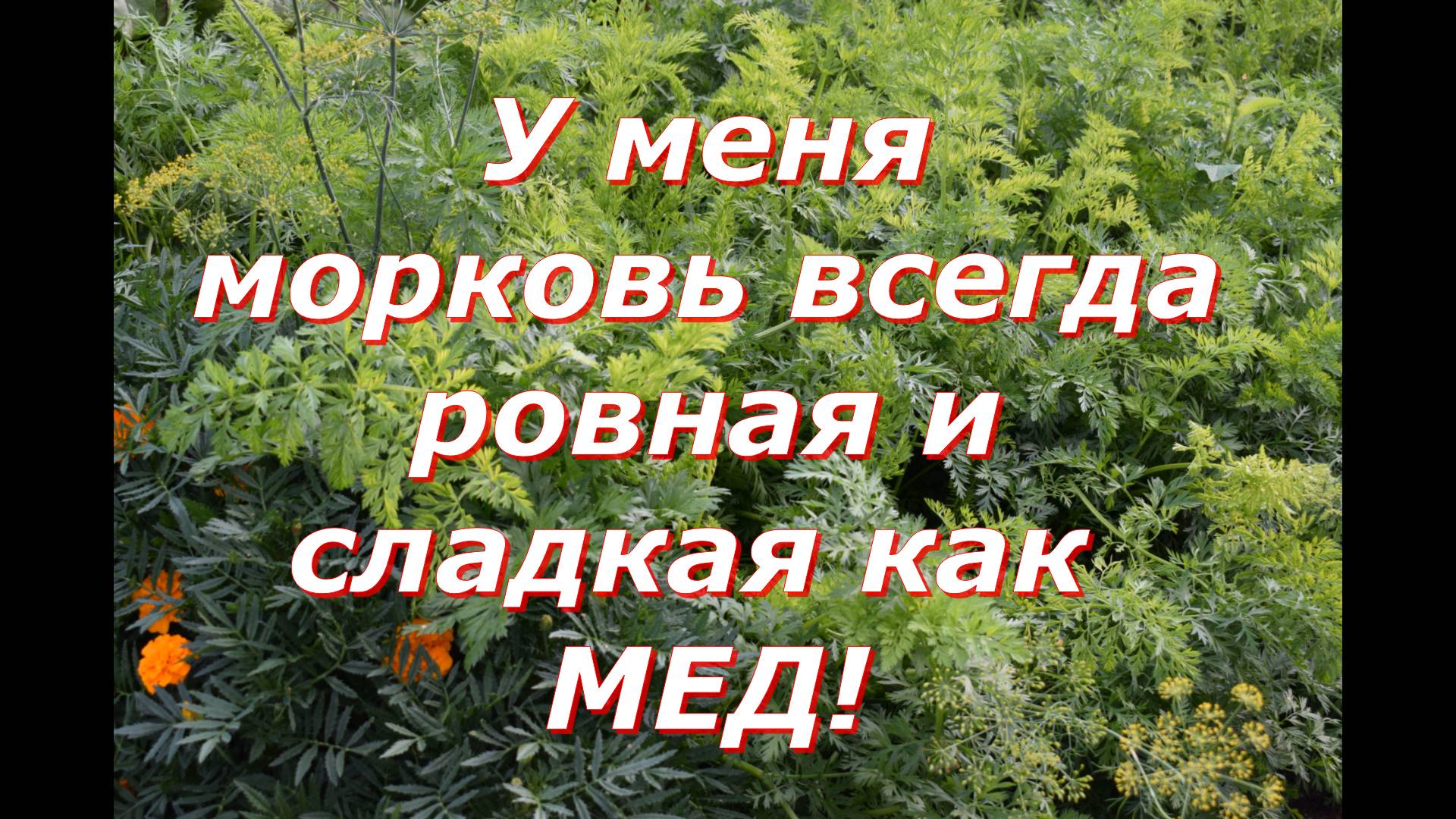 важная подкормка моркови смотреть онлайн