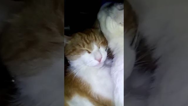 Good Night 😁😉 #shorts #cats
