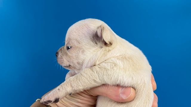 Игл Мэджик Тутти-Фрутти  (1 месяц)