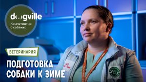 Подготовка собаки к зиме – рекомендации ветеринарного врача