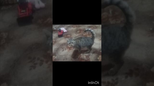 Video_2024-11-23_17-28-58