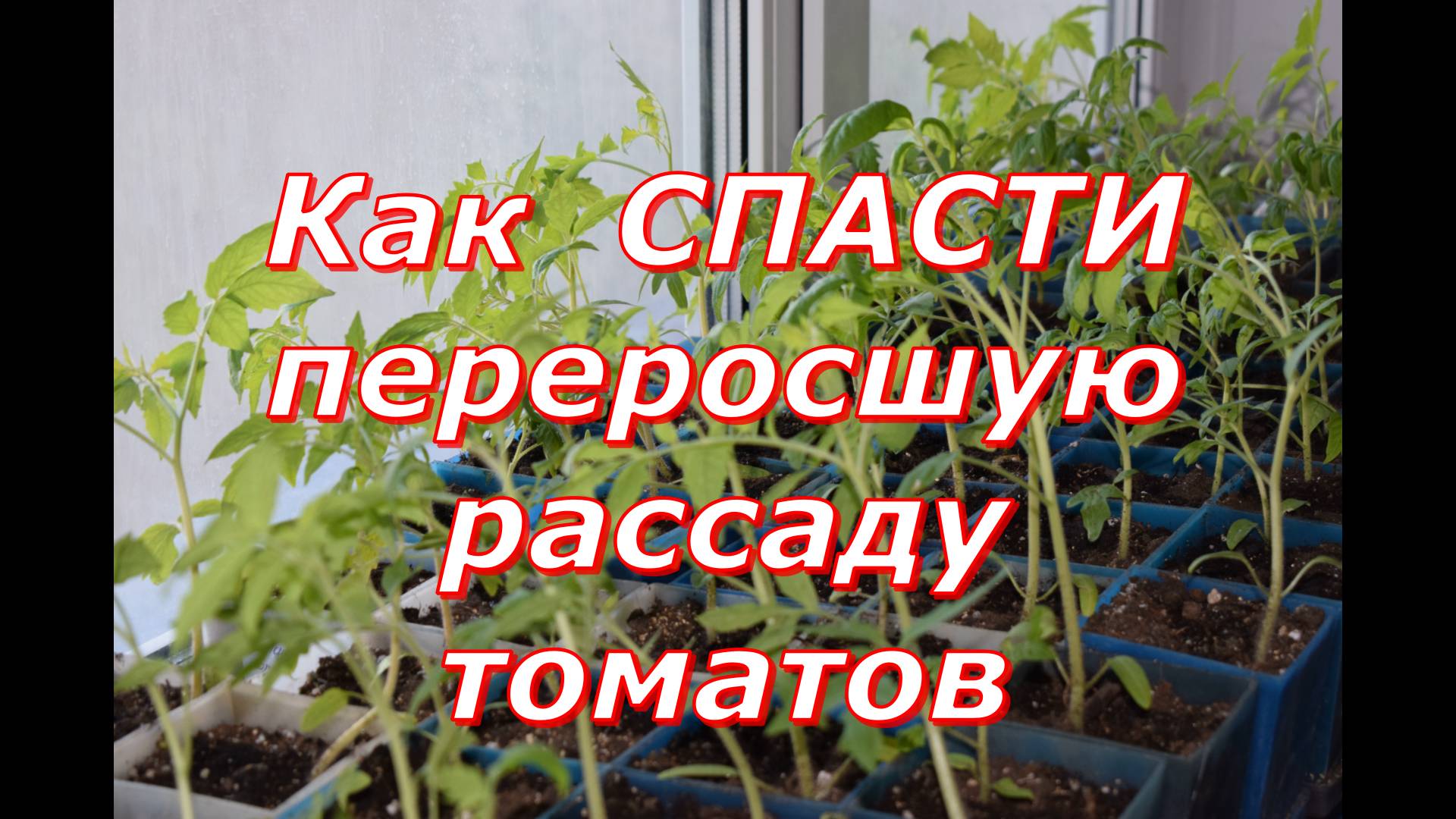 Спасаю переросшую рассаду томатов смотреть онлайн