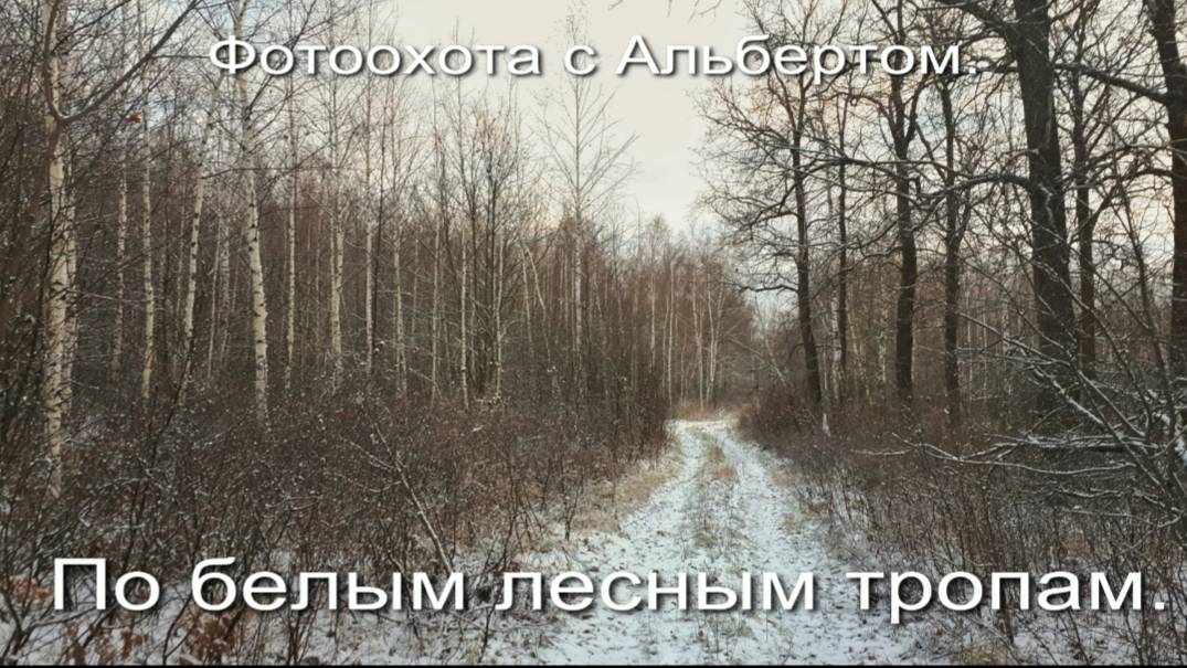 Фотоохота с Альбертом. По белым лесным тропам.