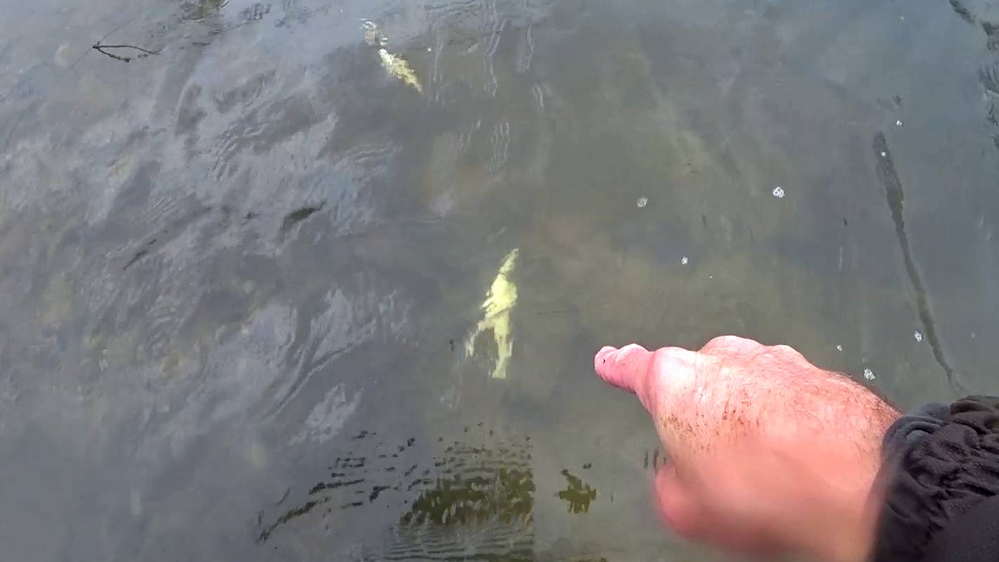 МЁРТВЫЕ ЩУЧКИ. ПРОСТО БЕДА. смотреть онлайн